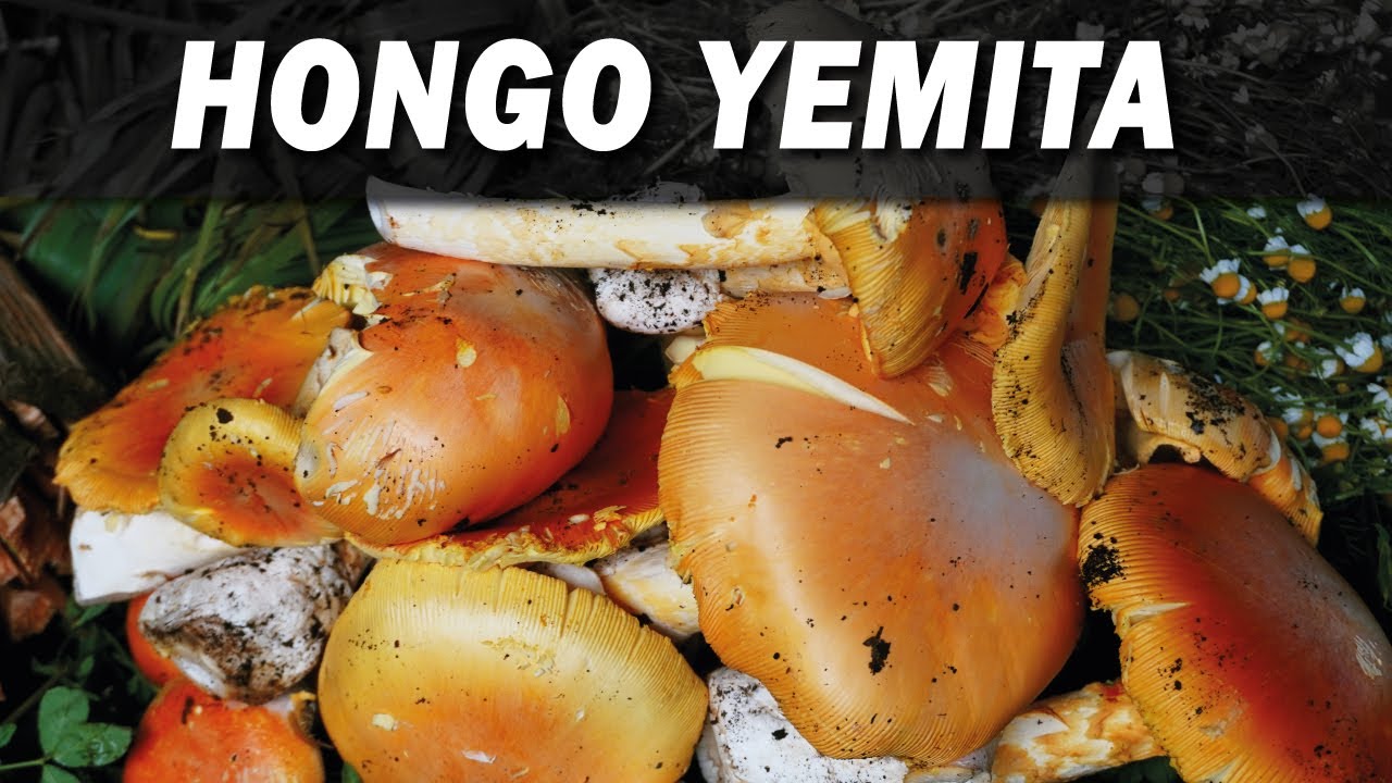 COMO LIMPIAR HONGOS SILVESTRES antes de cocinar | La cuinique