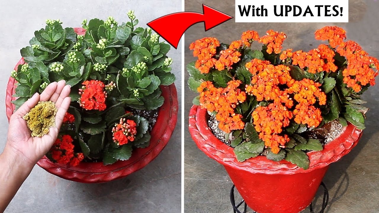 Watch: How To Get TONS of FLOWERS On Kalanchoe!