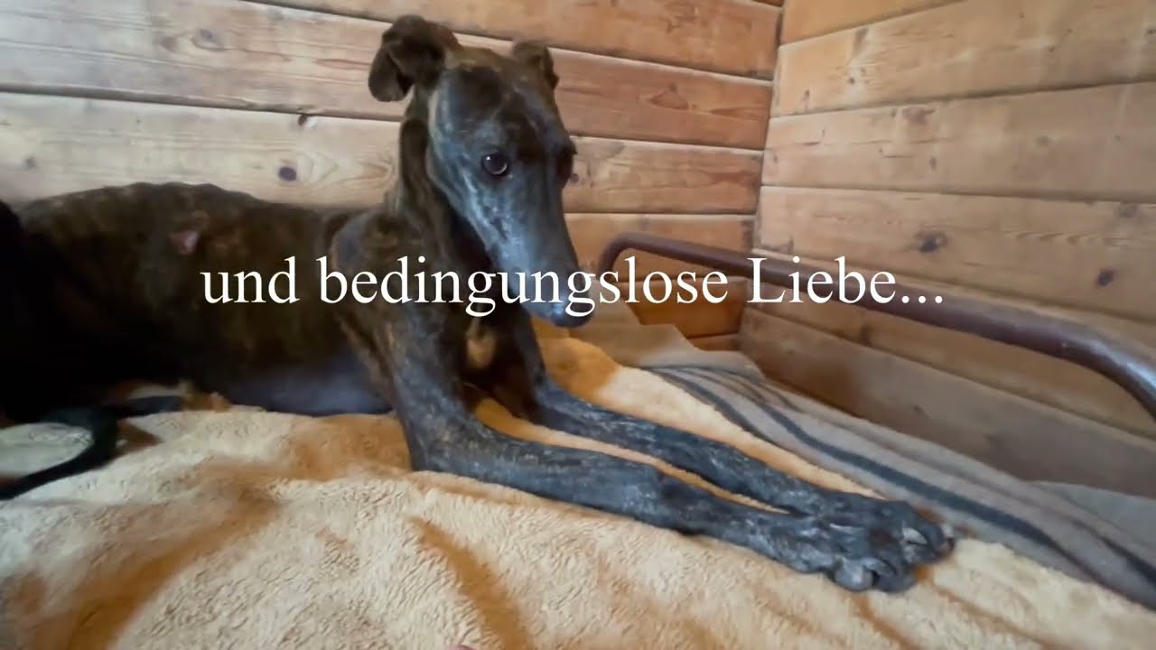 Wir suchen eine geeignete Familie für Angstnäschen Manolita