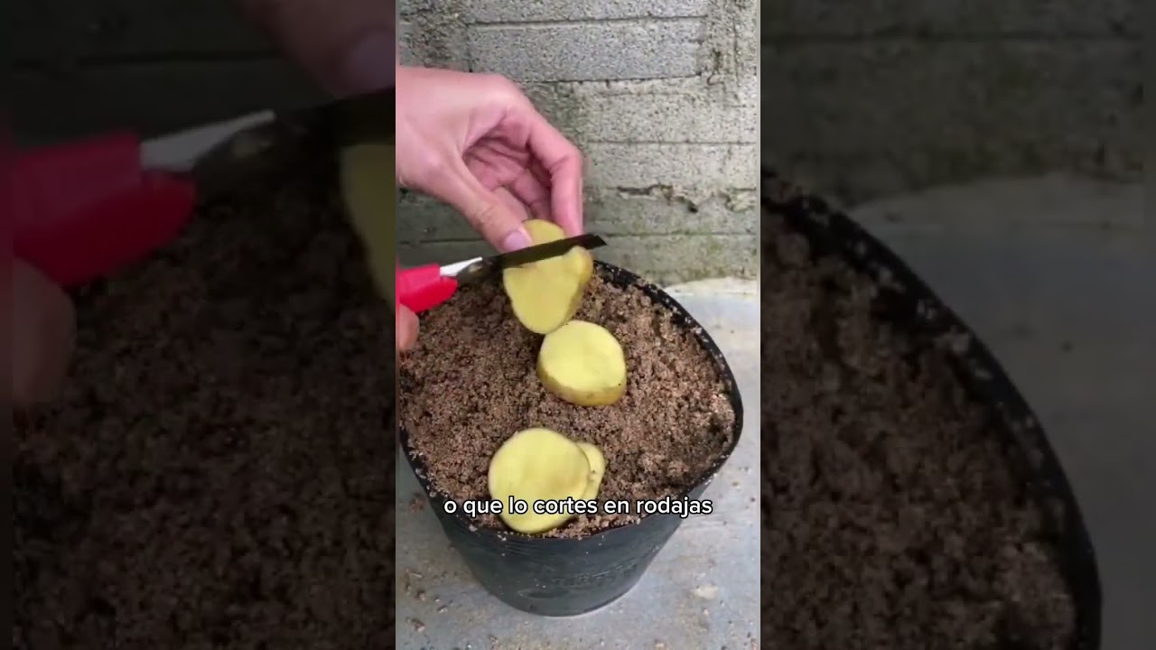 Cultivar y SEMBRAR PAPAS en casa