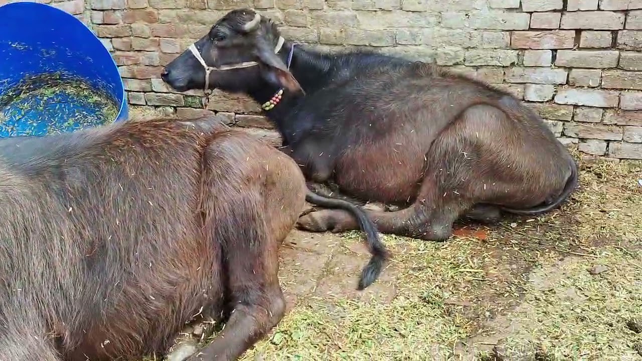 #Mere ghar ki bahas 🐃