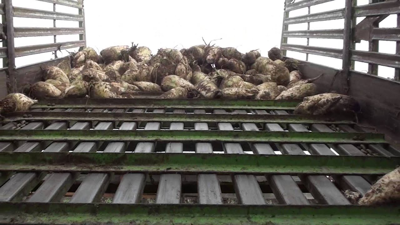 Kopanie buraków pastewnych 2012