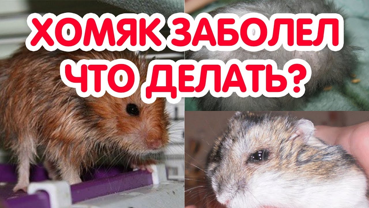 Как узнать что хомяк болен. Хомяк заболел - что делать?