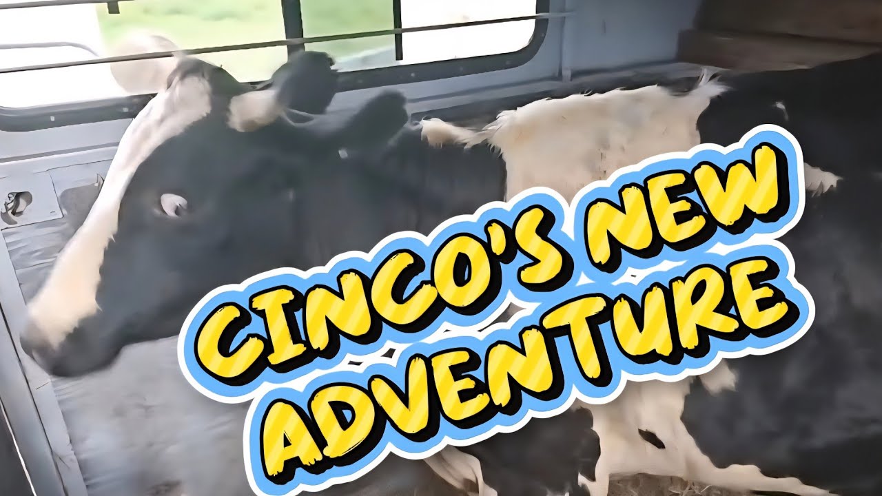 Loading Cinco for his new adventure