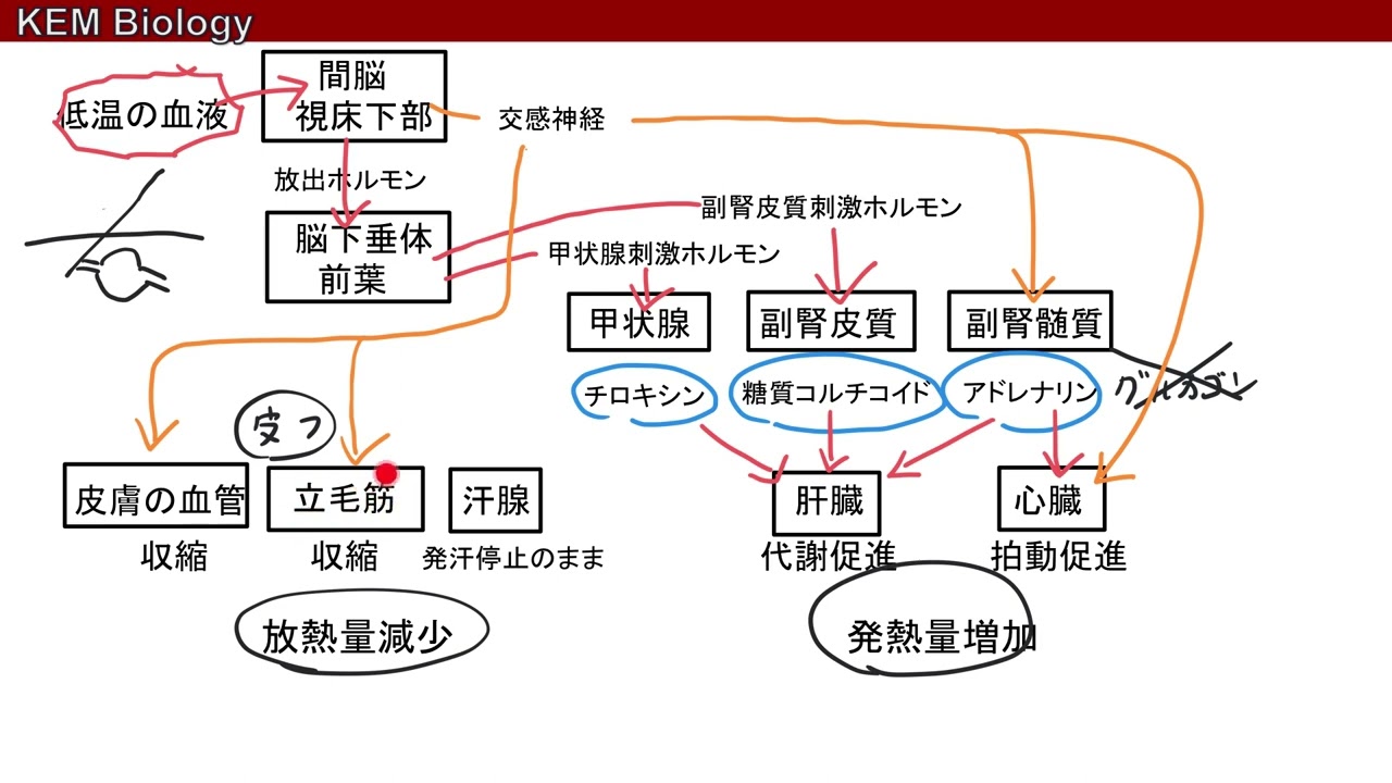 高校生物基礎「寒冷時における体温調節」