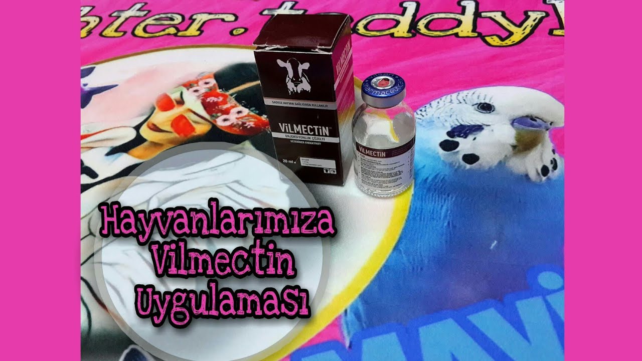 Hayvanlarımıza Vilmectin Uygulaması (Yeni Guineapigimiz Geldi)