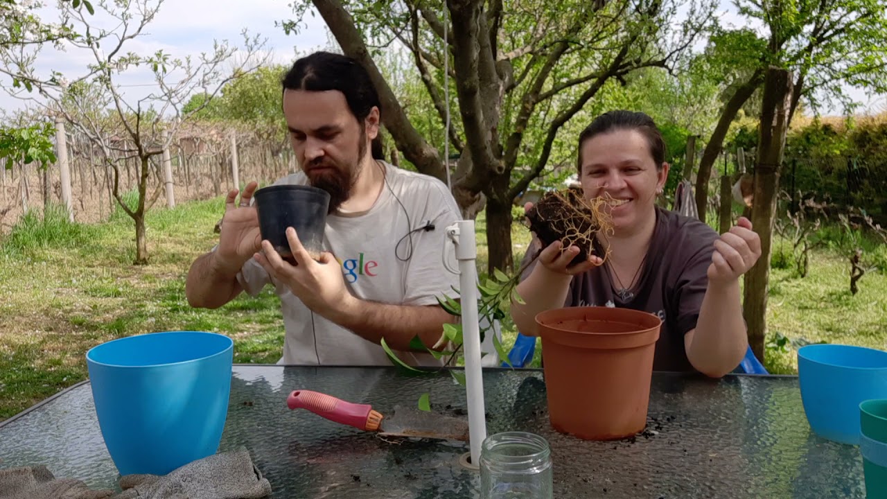 3 &eacute;ves a g&ouml;r&ouml;g narancsfa | &Aacute;t&uuml;ltet&eacute;s citrusf&ouml;ldbe