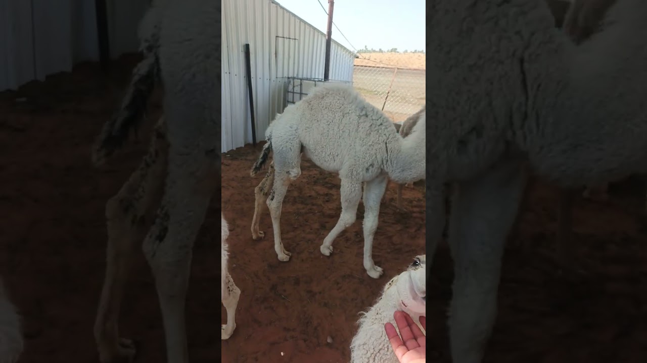 Mashallah 🥰🍼🐪🥰