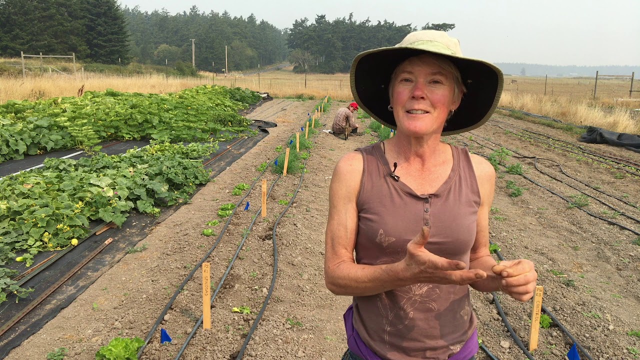 Wireworms in Western Washington