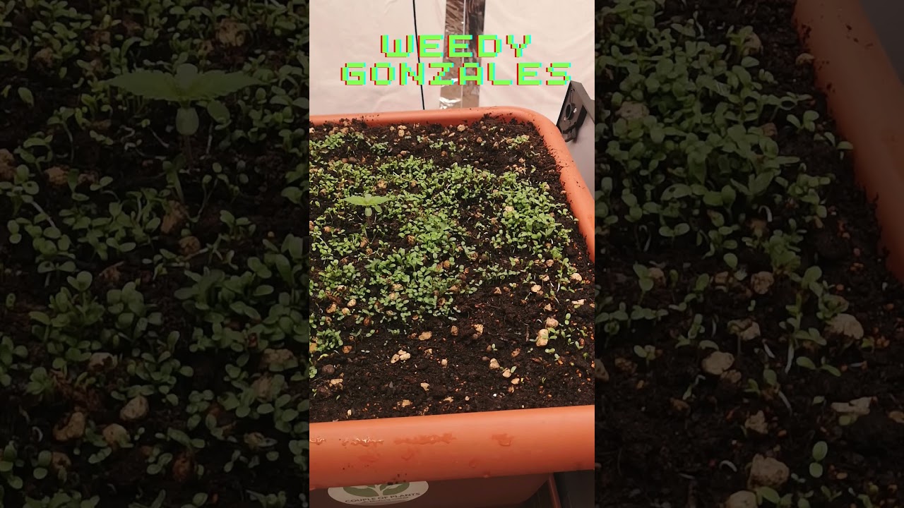 Wir brauchen keinen D&uuml;nger! Living Soil von @CoupleofPlants  #shorts #shortsfeed #gardening