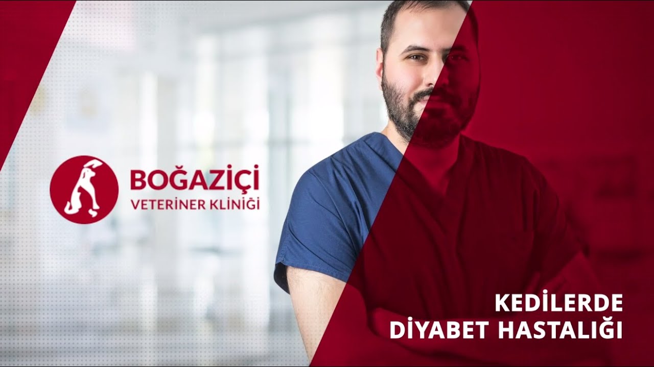 Kedilerde Diyabet Hastalığı