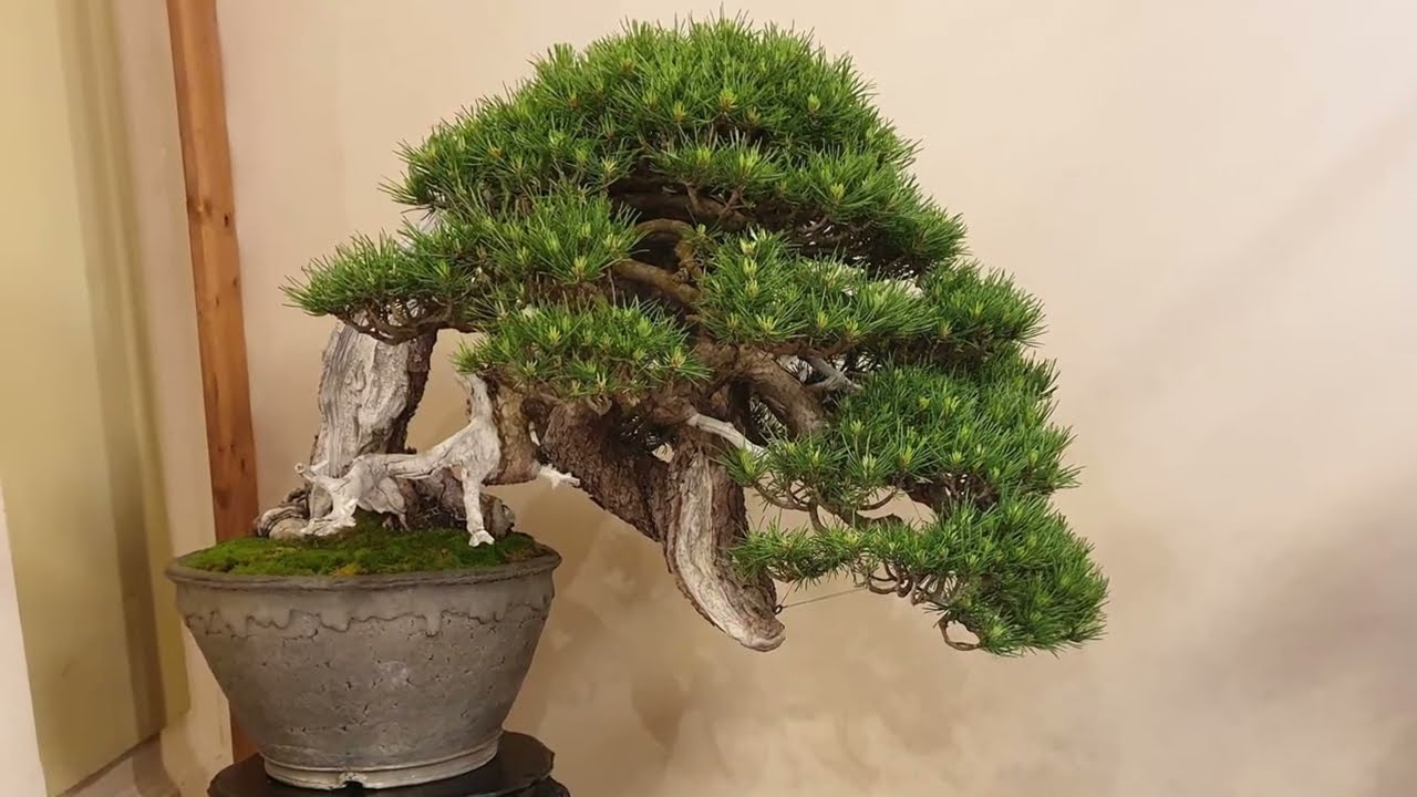 Arco Bonsai Show 2024 🇮🇹