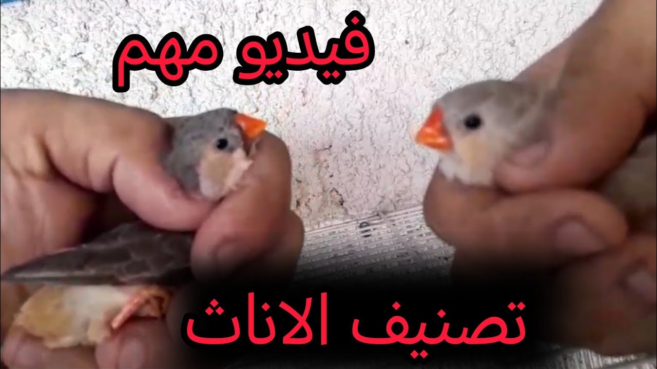 كيف تفرق بين الاناث الفول اورنج وباقي التصنيفات