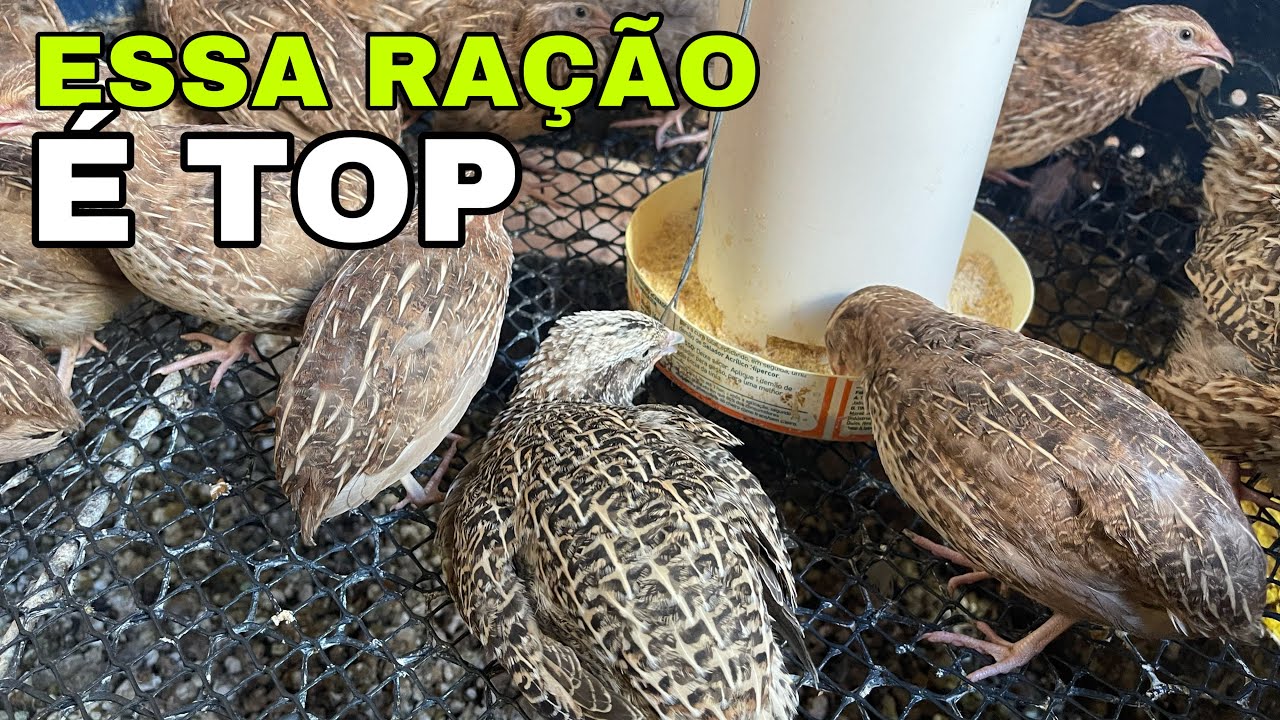 💥NOVA FÓRMULA PARA FAZER RAÇÃO INICIAL! / Fácil de Fazer e Bem em Conta 💰💰💰