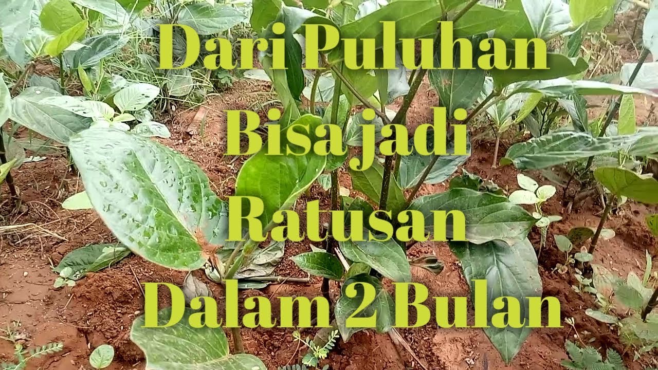 Cara cepat memperbanyak pohon melada