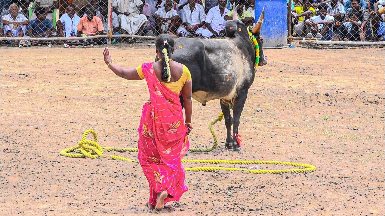 Senthanendal Vadamadu Manjuvirattu 2025 Videos | செந்தனேந்தல் வடமாடு மஞ்சுவிரட்டு 2025 Videos