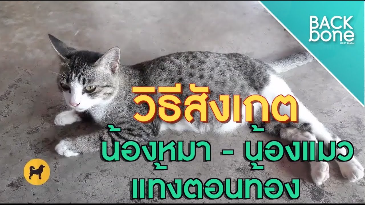 วิธีสังเกต น้องหมา - น้องแมว แท้งตอนท้อง | สัตว์เลี้ยงแสนน่ารัก