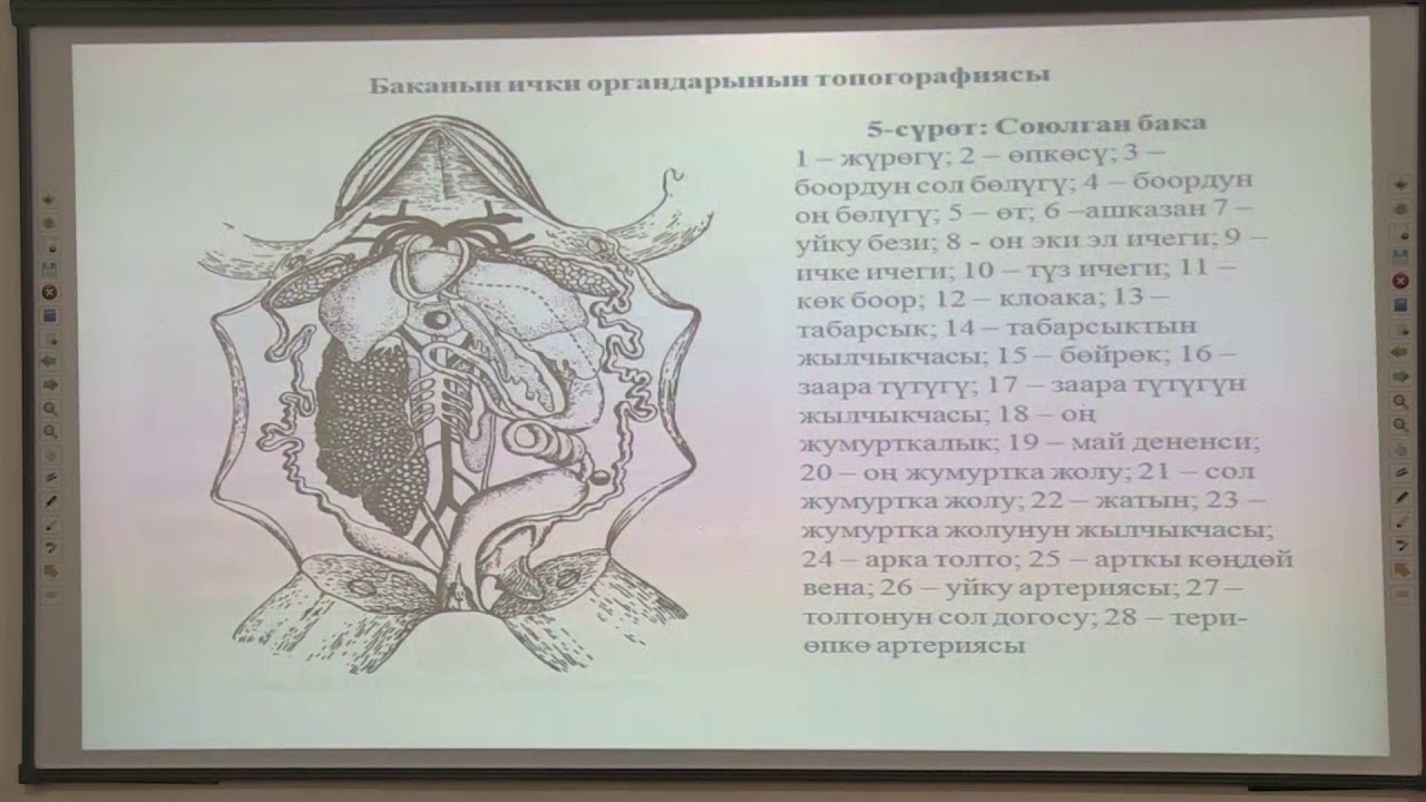Жерде сууда жашоочулар же амфибиялар классынын  түзүлүшү