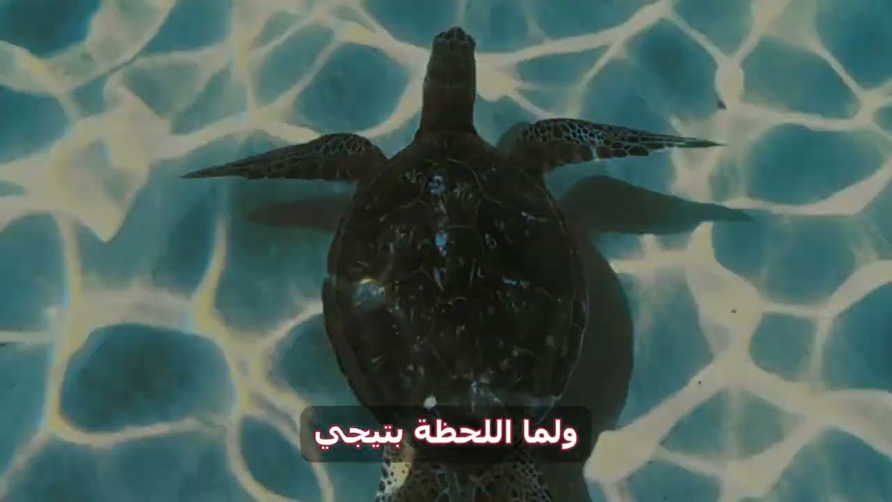 الهجرة الكبرى للسلاحف رحلة العودة بعد 30 سنة !!