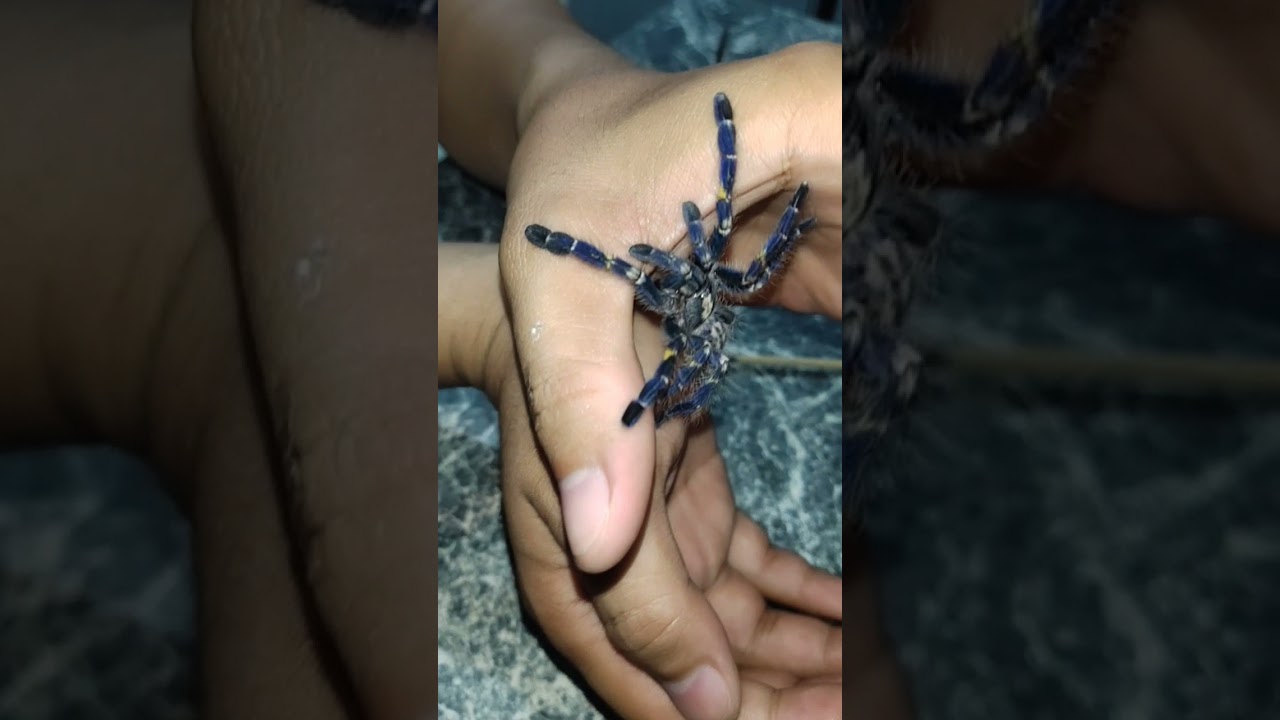 Tamed P. Met Tarantula.
