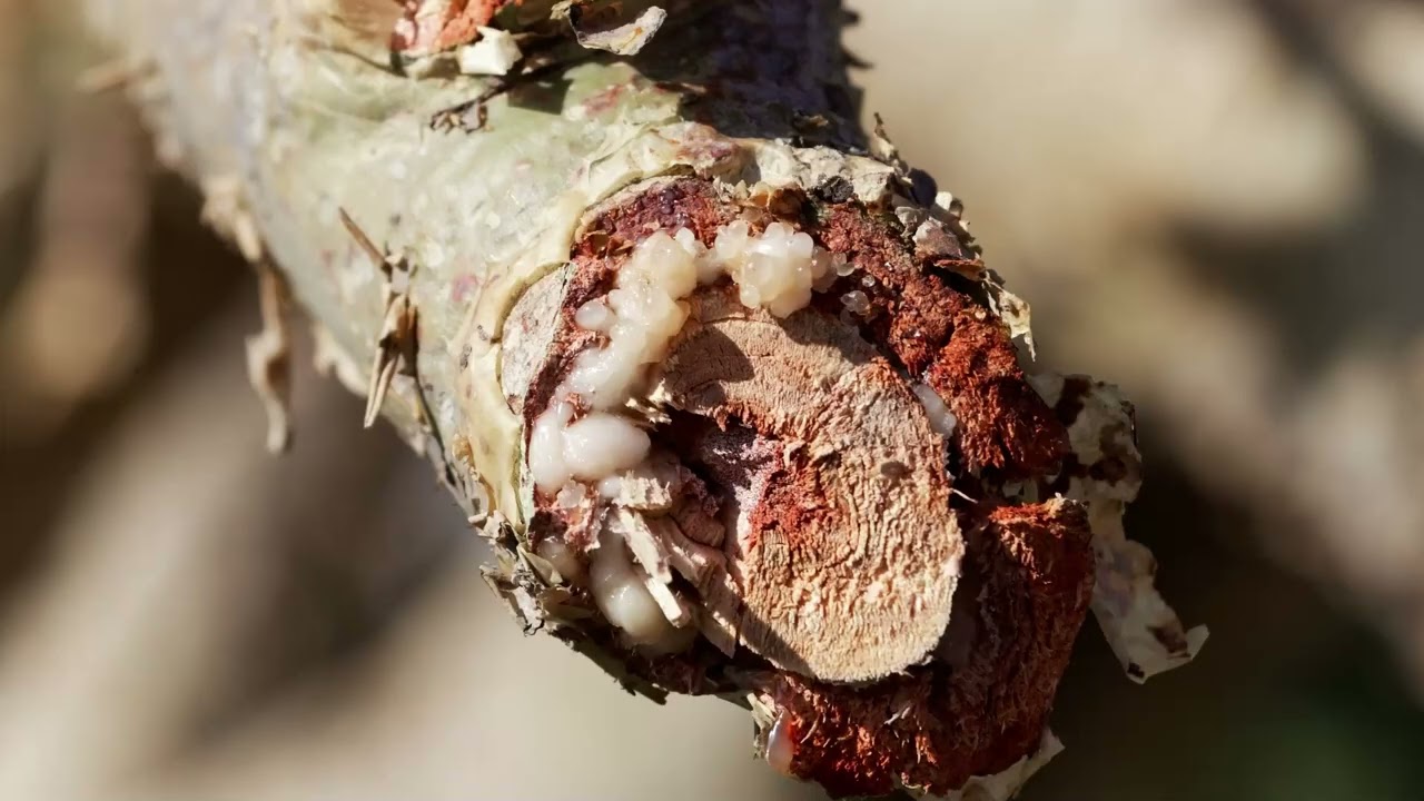 The Wonders Of Burseraceae: A Journey Into Nature's Magical Realm of Frankincense and Myrrh