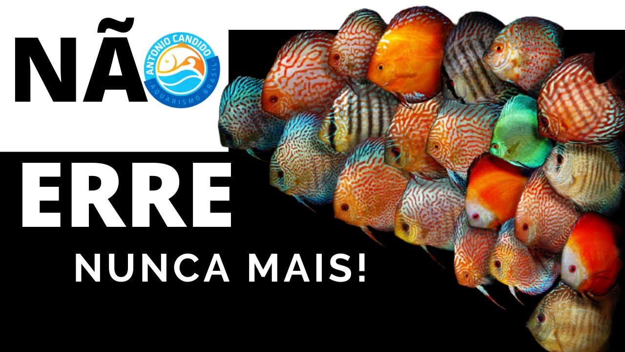 VERMES EM DISCUS TRATAMENTO DE ACARA DISCO - Visita a Estufa do Jayme em Recife Pernambuco parte 2
