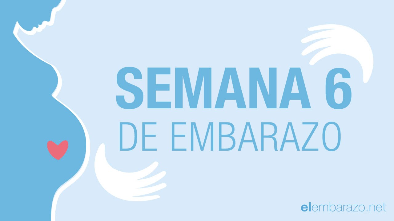 Semana  6 de embarazo | 6 semanas de embarazo | El embarazo semana a semana