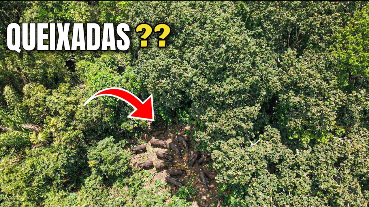 FOMOS ATRÁS DOS GIGANTES PÉS DE PEQUI — O FAMOSO PEQUIÁ