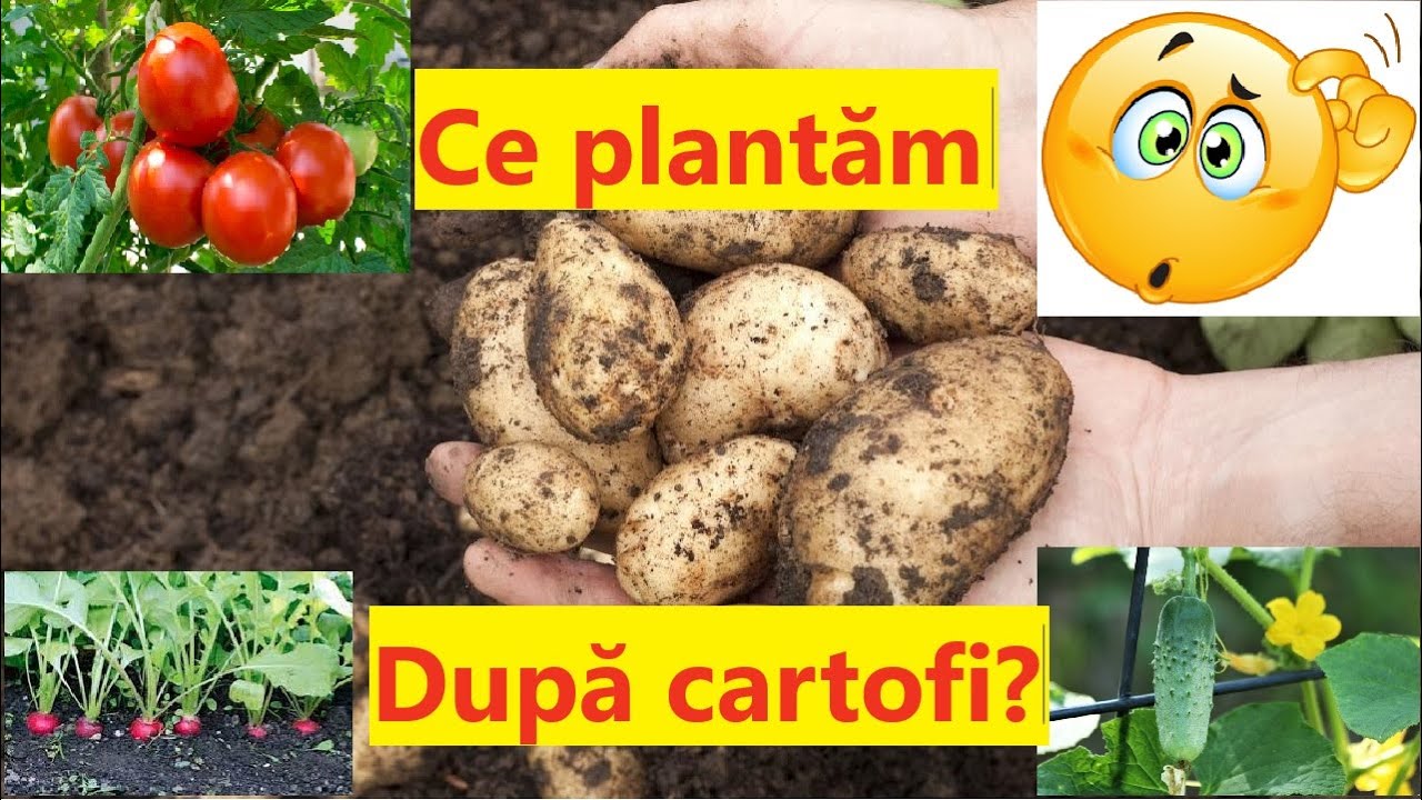 Ce putem planta după cartofi și ce NU putem planta după cartofi