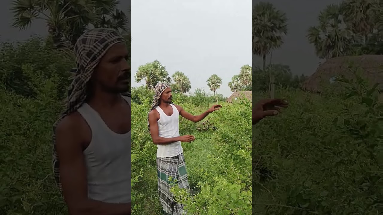 முல்லை பூ சாகுபடியில் நோய் மேலாண்மை!