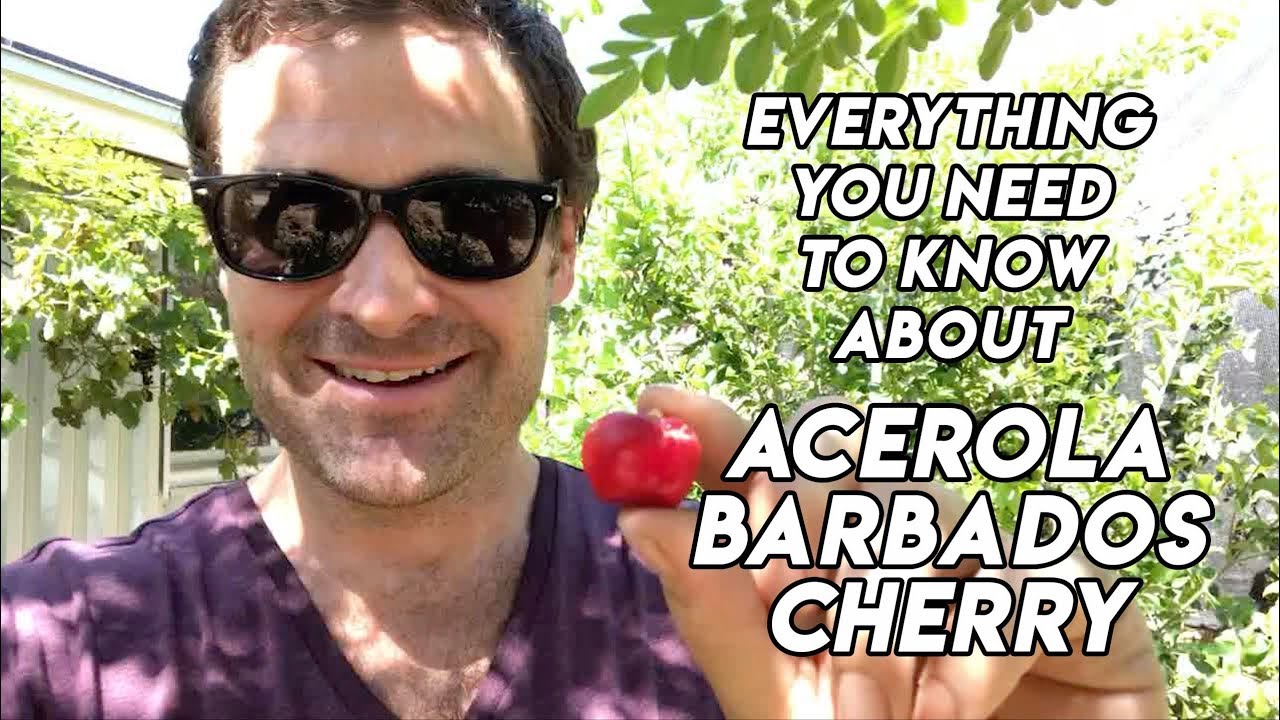 Ep185 - Acerola // Barbados cherry tree // A Delicious Medicinal Fruit!