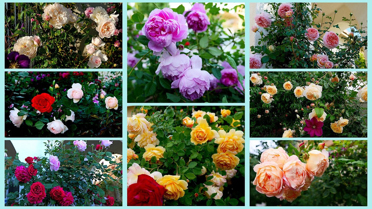 最推荐的大卫奥斯汀藤本品种集 - English Subtitle（The Most Recommended David Austin Climbing Roses Collection）