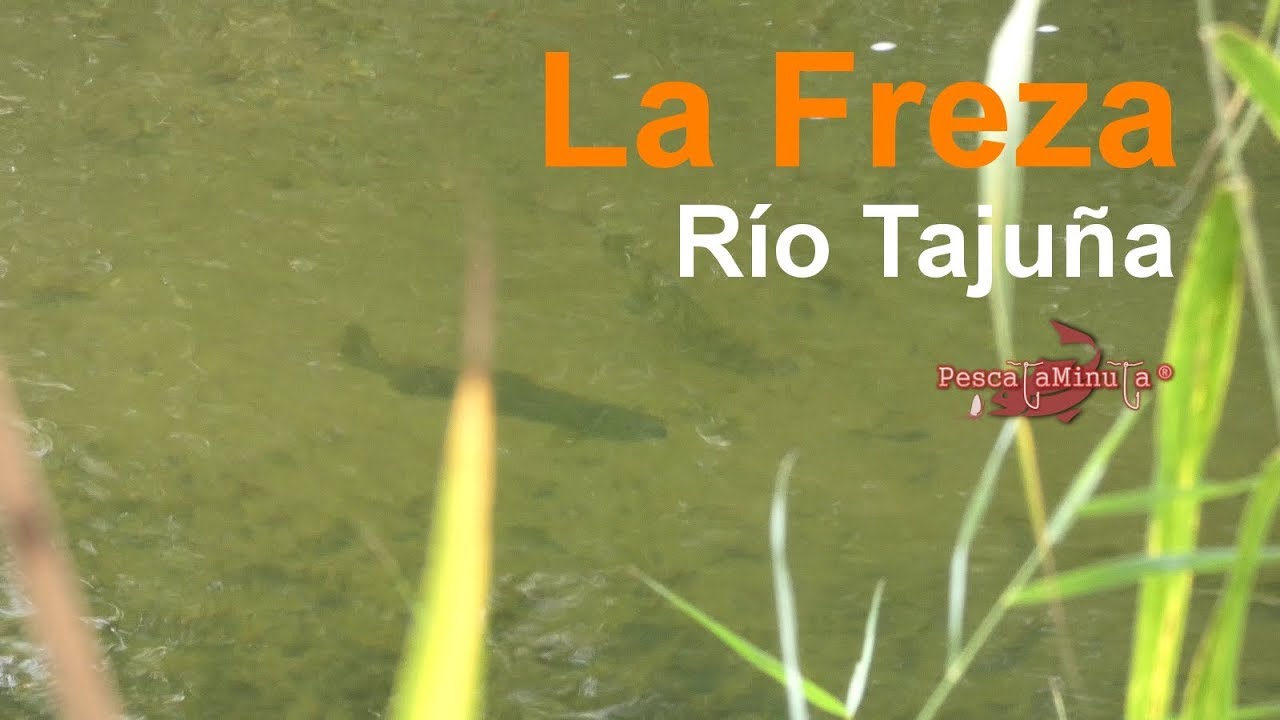 La Freza - río Tajuña 2018