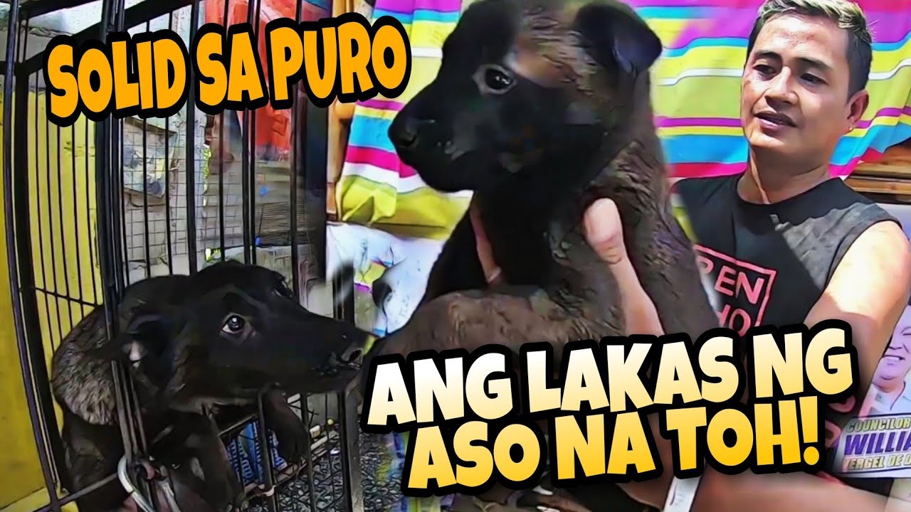 ANG GANDA NG KENNEL DITO SA STA CRUZ ANGAT BULACAN || BELGIAN MALINOIS ||