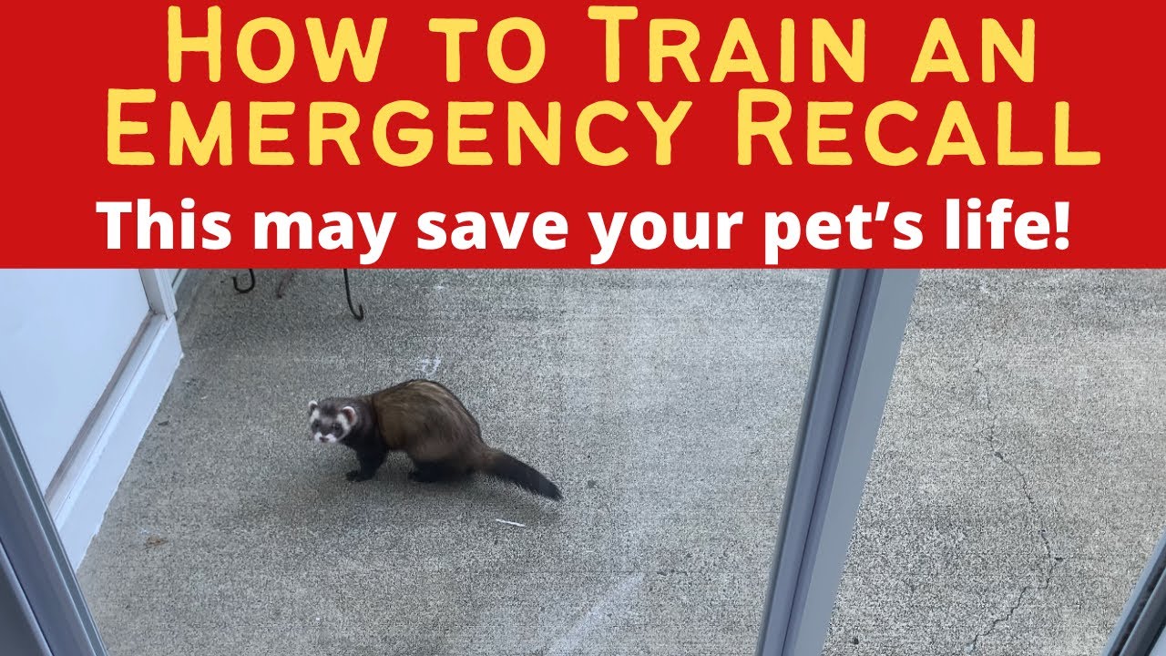 How to Train an Emergency Recall to a Ferret!