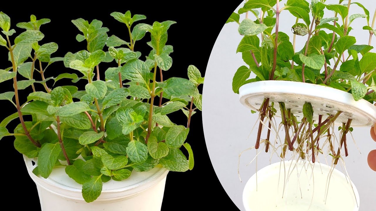Very unique way of growing Mint in water . How to grow mints cutting in water .