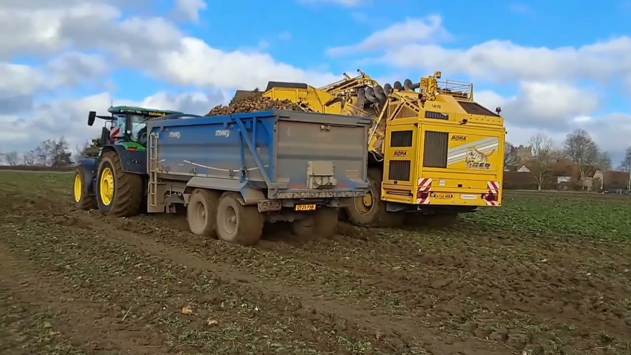 Sugarbeeting with five row.  Ropa  tiger, in   essex
