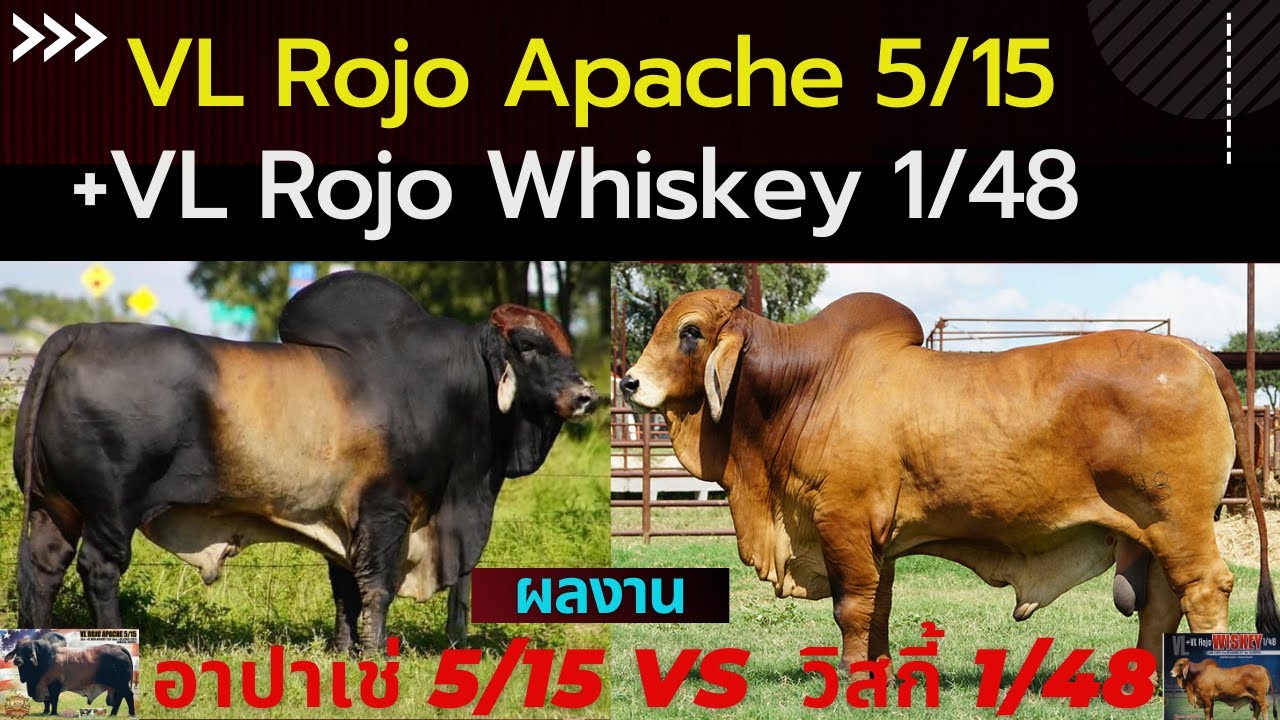 ผลงานพ่อพันธุ์บราห์มัน VL Rojo Apache 5/15 และ +VL ROJO WISKEY 1/48