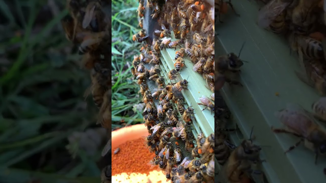 Bees collecting pollen  