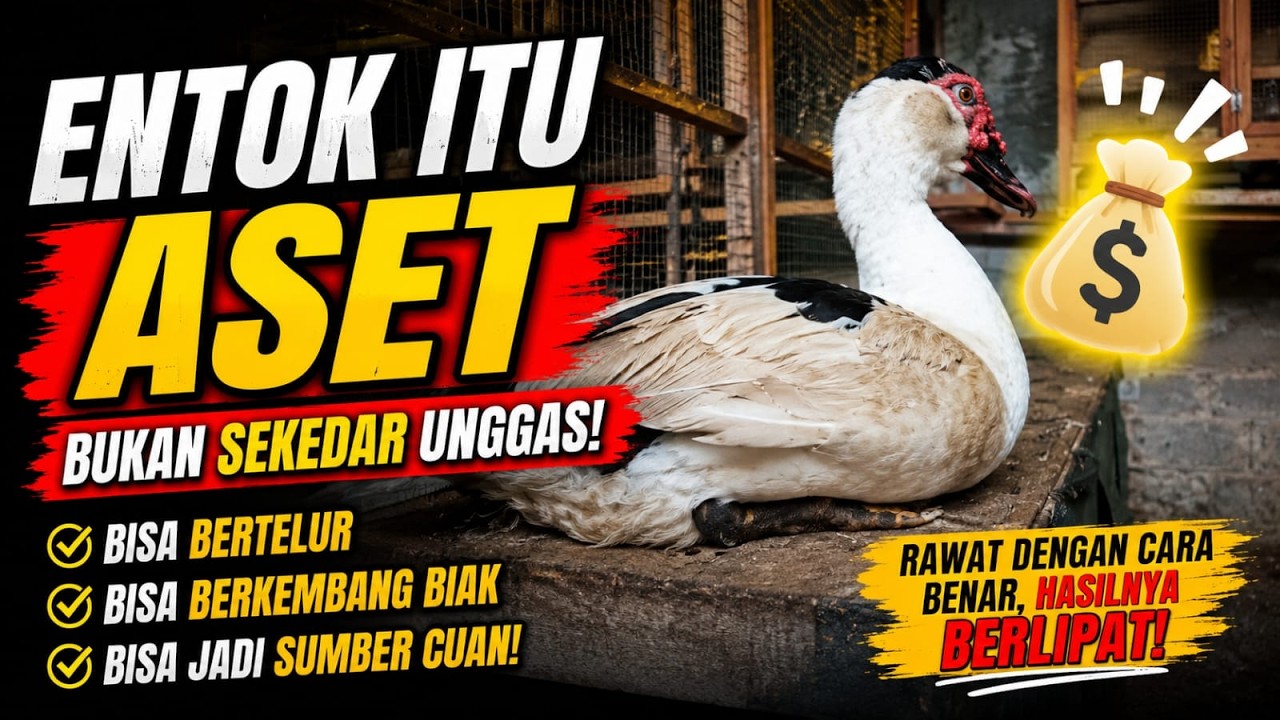 Entok itu Aset Bukan Sekedar Unggas