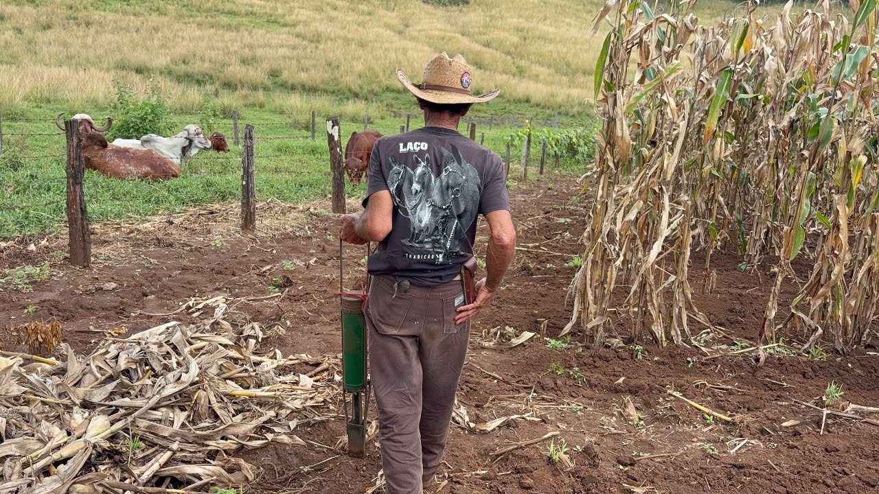 PLANTANDO FEIJÃO NA TERRA PRETA À MODA ANTIGA!