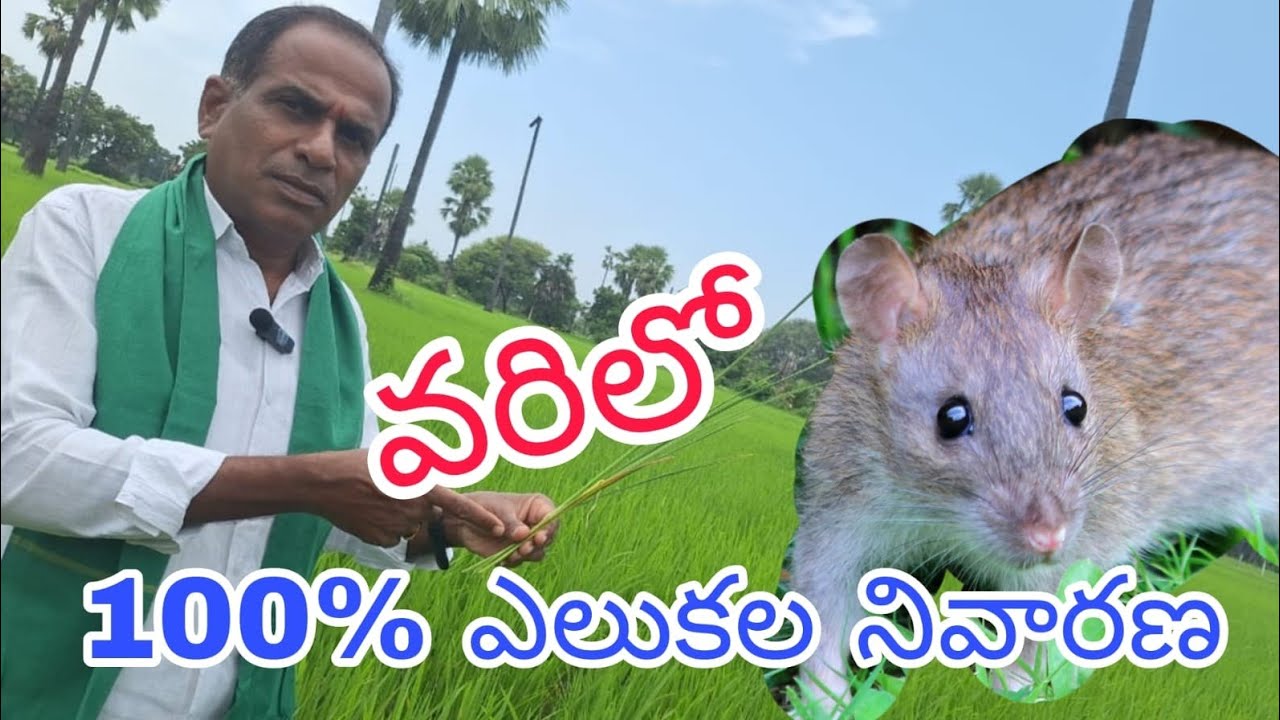 వరిలో 100% ఎలుకల నివారణ|rat controlling paddy|by karshaka nestham