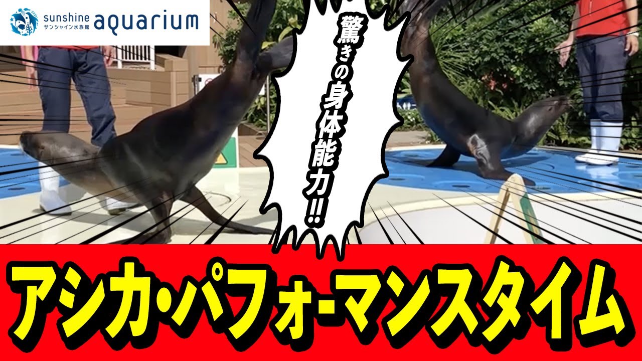 【カリフォルニアアシカ】アシカのパフォーマンスタイム【サンシャイン水族館】