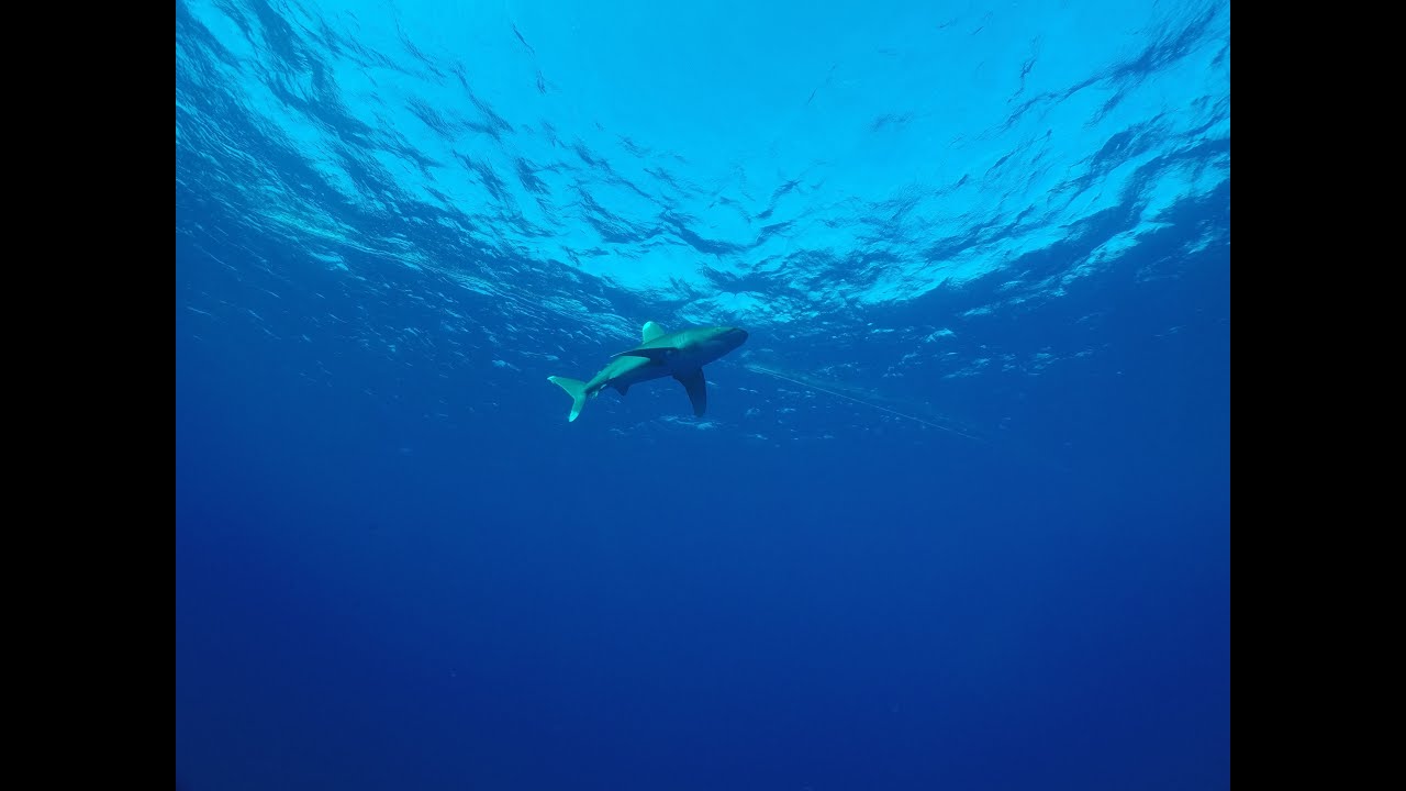 Safari na rekiny Red Sea 10.2023