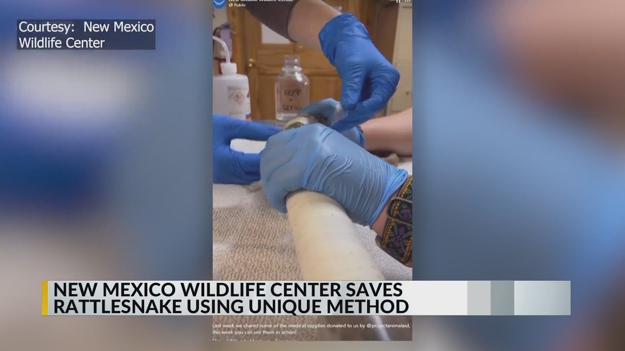 New Mexico Wildlife Center saves rattlesnake with unique method