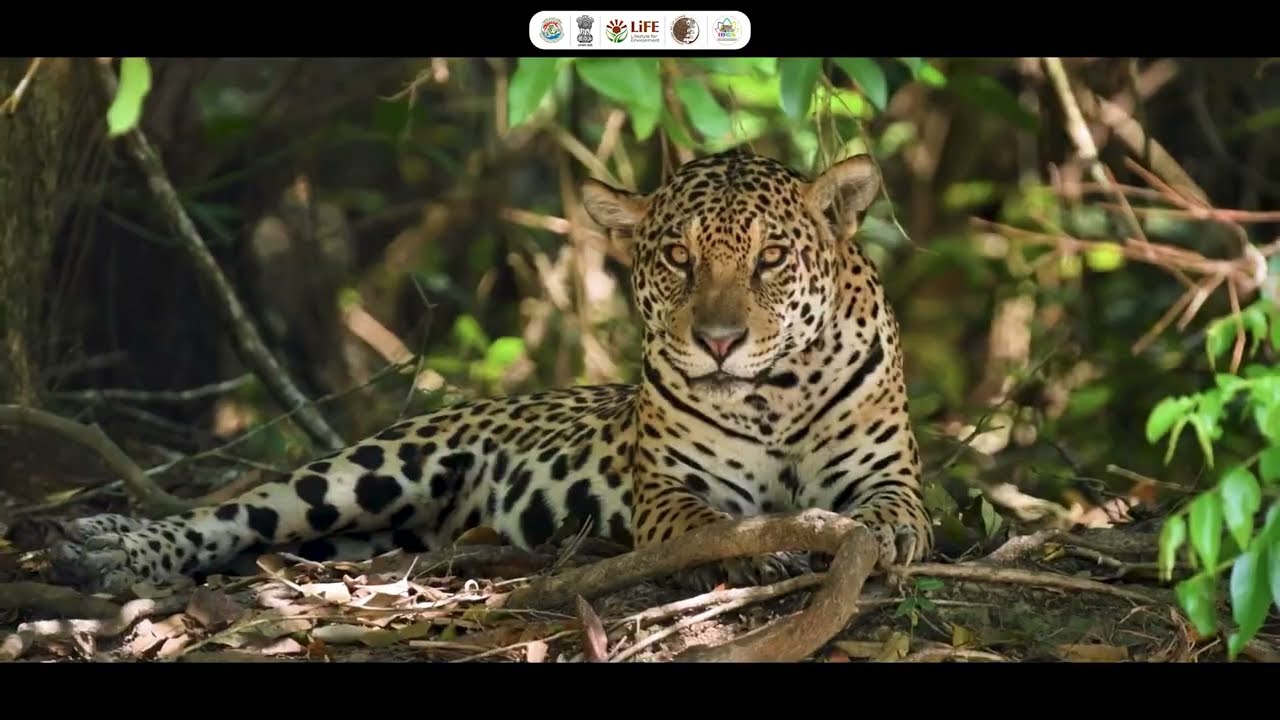 International Big Cat Alliance Summit 2026 | India Leads a Global Commitment to Protect Big Cats