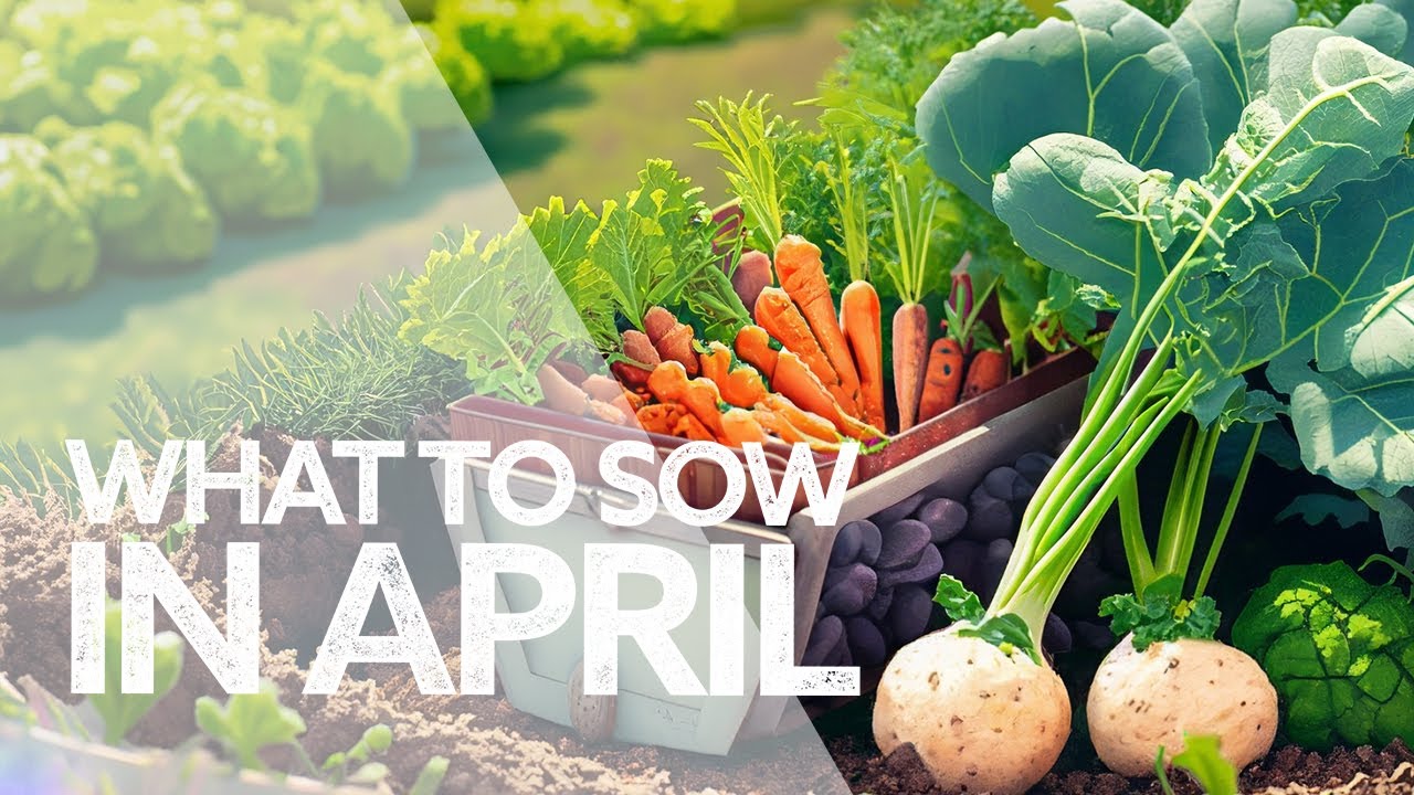 What to Sow in April for Abundance | What to Sow in Spring