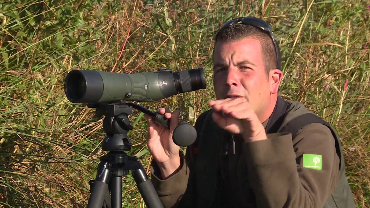Recordaantal trekvogels in de Biesbosch #1