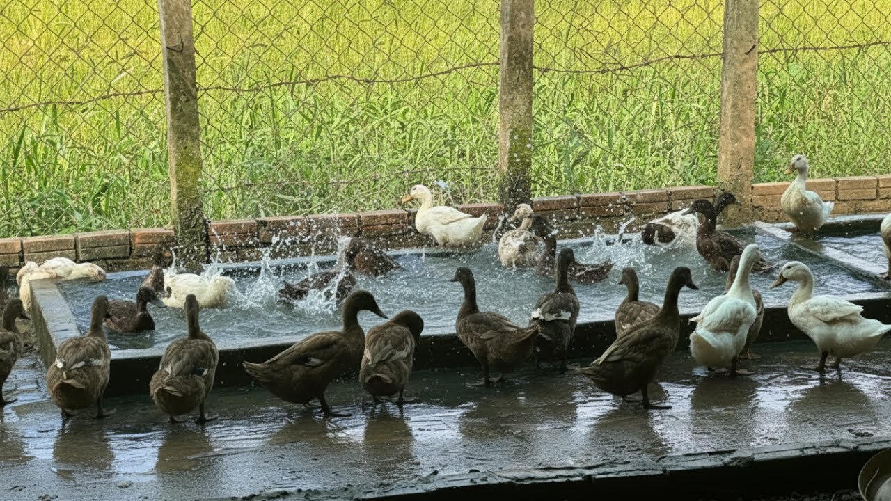 Ducks Splashing in Water 🦆💦 | Relaxing Nature Video | Stress Relief