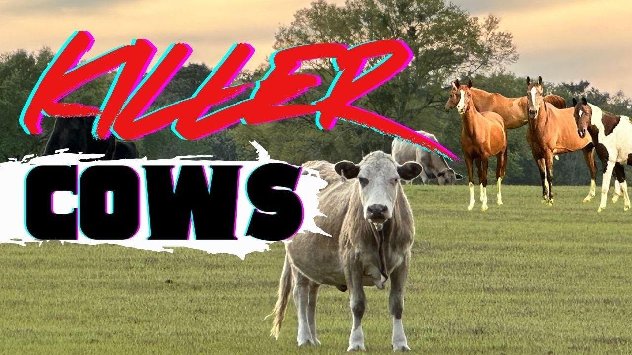 She Escaped Her Stall 😳 | KILLER COWS | Laminitis Progress, New Trailer & Winter Farm Life